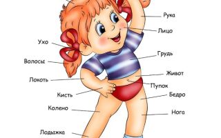 Части тела — картинки для детей дошкольного возраста, задания, игры