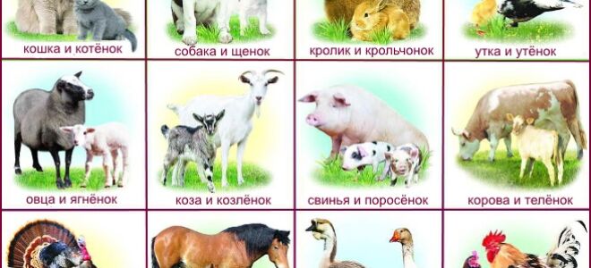 Конспект логопедического занятия «Домашние животные и их детёныши» в подготовительной группе